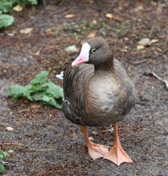 Beautiful ducks running around in a rural environment