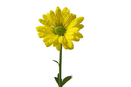 Single fresh yellow chrysanthemum, close-up shot, yellow daisies flowers isolated on white