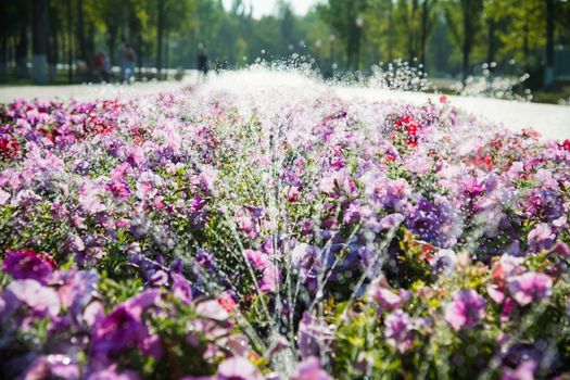 Watering lawn and flowers smart garden activated with full automatic sprinkler irrigation system working early in the morning in park