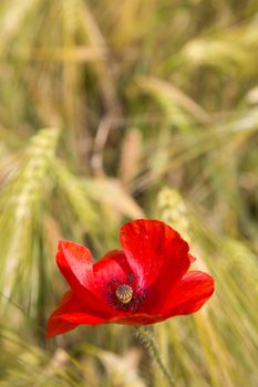 One beautiful red poppy wildflower in a wheat field