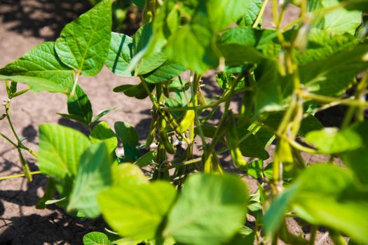 Green pod chickpea are growing on the field