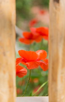 Red poppy bloom behind wooden garden fence