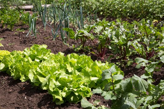 Vegetable bed with lettuce in a garden