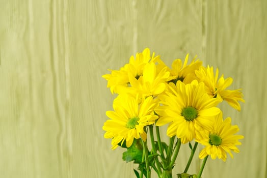 Beautiful fresh yellow chrysanthemum on light green wooden background, close-up shot, yellow daisies flowers