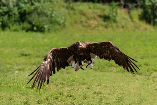 Golden eagle flies over a green meadow, large bird of prey with wingspan of about 2.4 meters