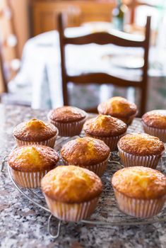 Batch of homemade freshly baked cupcakes or muffins cooling on a wire rack in the kitchen in a close up view with selective focus. Defocused blurry background.