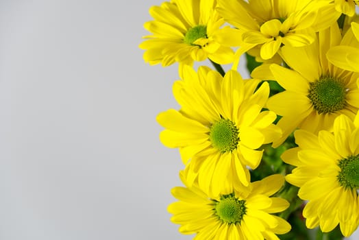 Beautiful fresh yellow chrysanthemum, close-up shot, yellow daisies flowers