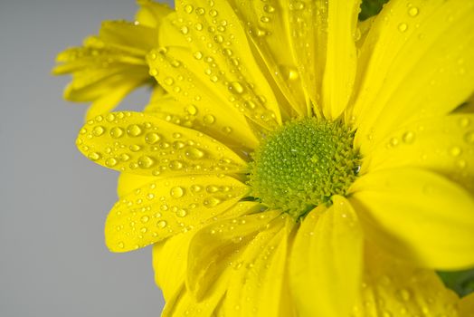 yellow chrysanthemum with water drops, macro shot