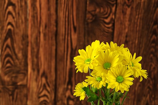 Beautiful fresh yellow chrysanthemum on brown wooden background, close-up shot, yellow daisies flowers