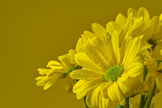 Beautiful fresh yellow chrysanthemum, close-up shot, yellow daisies flowers isolated on yellow background