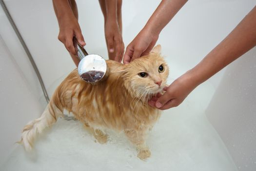 Children shower a domestic cat that sits in a large bathroom with shower water.