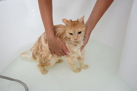 The cat that is bathed in the bathroom does not like water