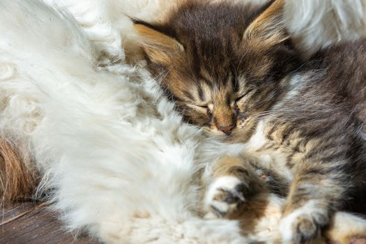 A street kitten sleeps on an adult cat, close-up