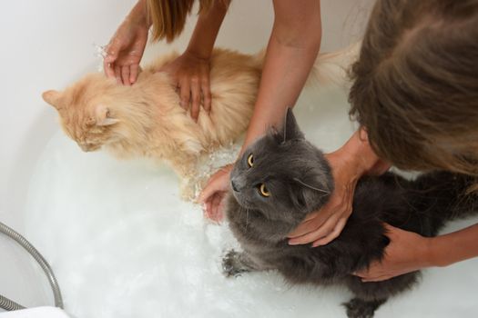 Children put two cats in the bathroom and try to keep them milking in order to bathe
