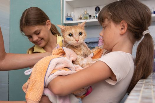 Mom and children wipe a wet domestic cat with a towel