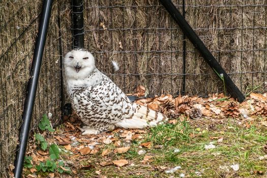 Han-sur-Lesse, Belgium - June 25, 2019: Animal park with Snowy owl in captivity in closeup.