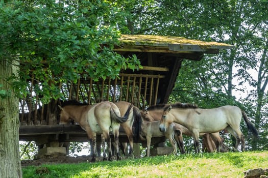 Han-sur-Lesse, Belgium - June 25, 2019: Animal park with group of feeding light brown Mongolian horses in meadow under green foliage.