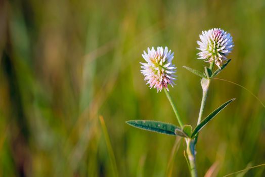 Trifolium repens or white clover, also known as Dutch clover, Ladino clover, or Ladino, in the meadow close to the Dnieper river in Kiev, Ukraine, under the soft morning summer sun