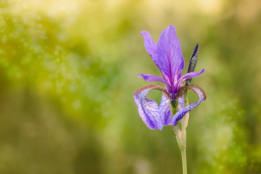 Iris sibirica, commonly known as Siberian iris or Siberian flag, growing in the meadow close to the Dnieper river in Kiev, Ukraine, under the soft morning sun