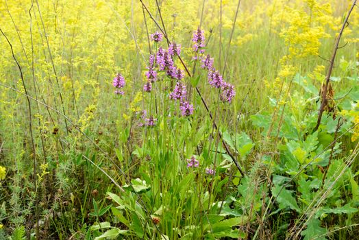 Stachys officinalis flowers also known as common hedgenettle, betony, purple betony, wood betony, bishopwort, or bishop's wort, growing in the meadows close to the Dnieper river in Kiev, Ukraine