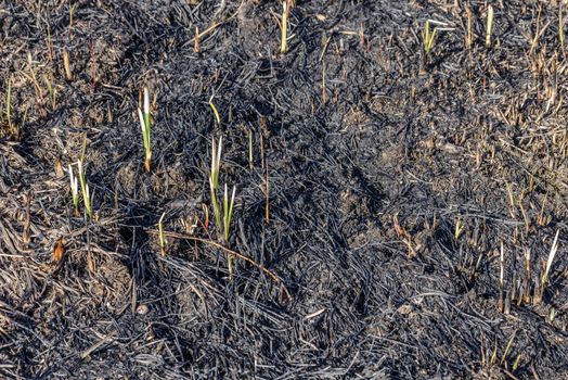 Wasteland after fire consequences: dry ground, tree roots and bushes are burnt and devastated. Young plants are growing up in spring