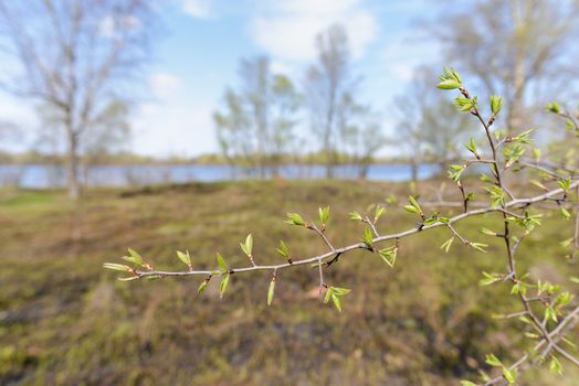 Tree twig with young green closed leaves at the beginning of spring