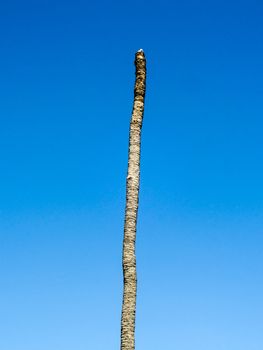 Dead coconut in blue sky at garden