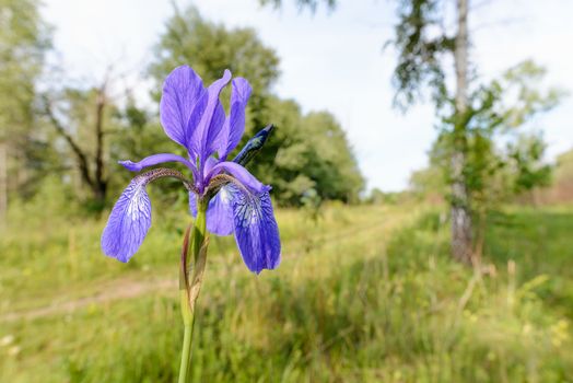 Iris sibirica, commonly known as Siberian iris or Siberian flag, growing close to a country road in Kiev, Ukraine, under the soft morning sun