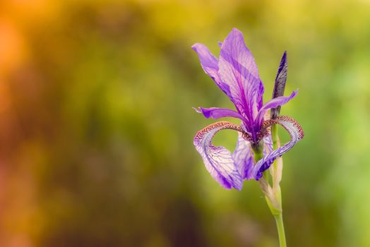 Iris sibirica, commonly known as Siberian iris or Siberian flag, growing in the meadow close to the Dnieper river in Kiev, Ukraine, under the soft morning sun