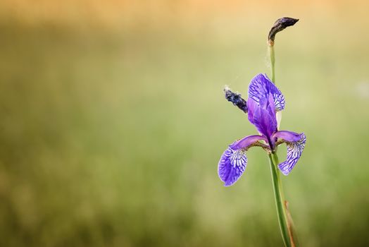 Iris sibirica, commonly known as Siberian iris or Siberian flag, growing in the meadow close to the Dnieper river in Kiev, Ukraine, under the soft morning sun