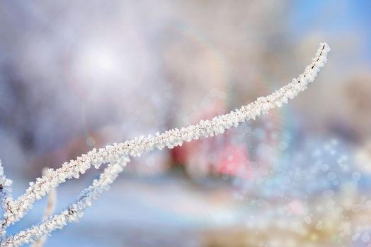 Magic macro of a twig covered by snow and frost in winter, with the sun in the background