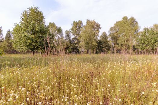 Chamomile in the Meadow At the edge of the forest, at the end of spring in Kiev, Ukraine