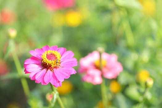 Pink Zinnia flower blooming at outside