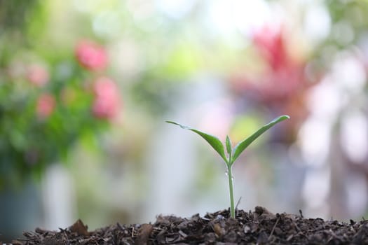Growing green small sprout planting