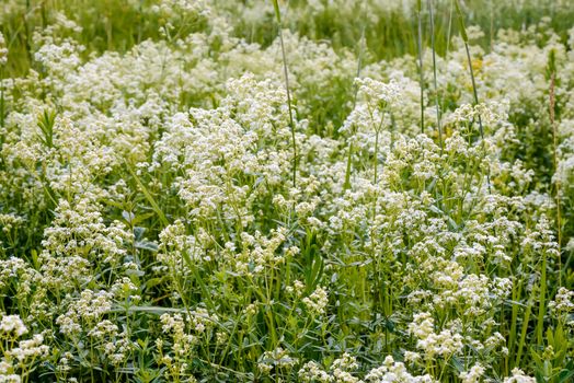 Galium boreale flowers, also known as northern bedstraw, in a meadow under the warm spring sun