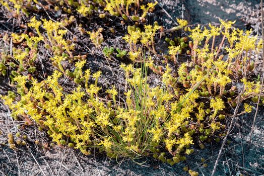 The Sedum acre, commonly known as the goldmoss stonecrop, mossy stonecrop, goldmoss sedum, biting stonecrop, and wallpepper, is a perennial flowering plant from the Crassulaceae family
