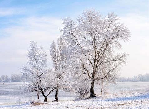 Trees covered by frost, ice and snow close to the Dnieper River in Kiev, Ukraine, during winter