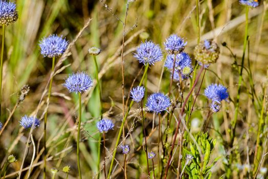 Blue Jasione montana also known as Sheep's bit scabious, blue bonnets, blue buttons, blue daisy, iron flower, sheep's scabious and sheep's bit, in the meadow under the warm summer sun