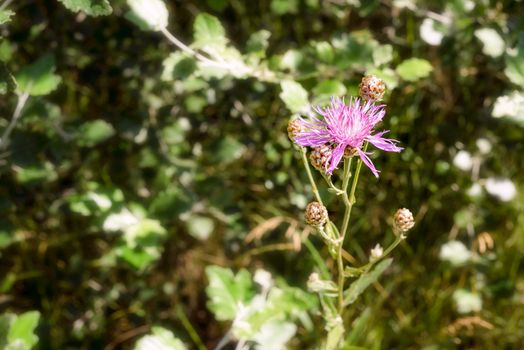 A Centaurea Scabiosa flower with buds,  also known as  greater knapweed, is growing in the meadow close to the Dnieper River in Kiev, Ukraine, under the warm summer sun