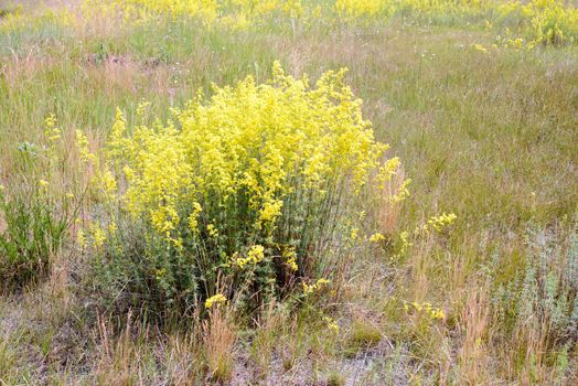 Yellow Galium verum flowers, also known as lady's bedstraw or yellow bedstraw, in the Meadow at the edge of the forest, at the end of spring in Kiev, Ukraine