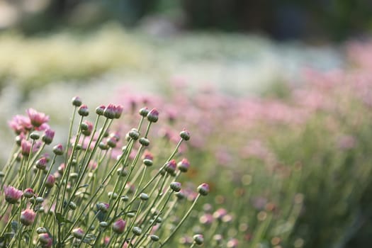Pink Chrysanthemum buds under morning sunlight at flower field