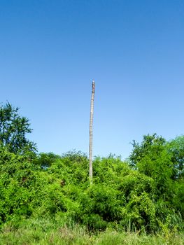 Dead coconut in blue sky at garden