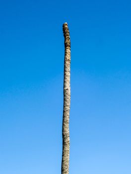 Dead coconut in blue sky at garden