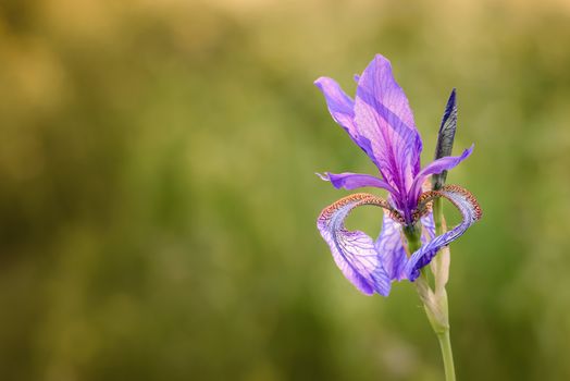 Iris sibirica, commonly known as Siberian iris or Siberian flag, growing in the meadow close to the Dnieper river in Kiev, Ukraine, under the soft morning sun
