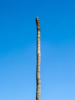 Dead coconut in blue sky at garden