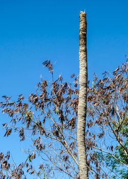 Dead coconut in blue sky at garden