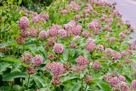 Pink and white Asclepias syriaca flowers and buds, also known as Milkweed or silkweed, with  foraging bees, in the meadow close to the Dnieper river in Kiev, Ukraine, under the warm summer sun