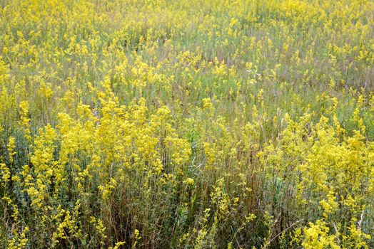 Yellow Galium verum flowers, also known as lady's bedstraw or yellow bedstraw, in the Meadow at the edge of the forest, at the end of spring in Kiev, Ukraine