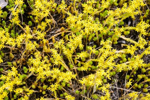 The Sedum acre, commonly known as the goldmoss stonecrop, mossy stonecrop, goldmoss sedum, biting stonecrop, and wallpepper, is a perennial flowering plant from the Crassulaceae family