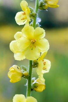 Yellow Verbascum blattaria flower, also known as moth mullein,velvet plant, in the meadow under the soft morning summer sun, in Kiev, Ukraine